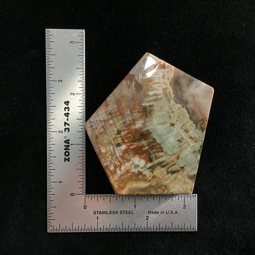 MeldedMind Grade "A" Polished Petrified Wood Slab 2.68in Pentagon Ancient 057