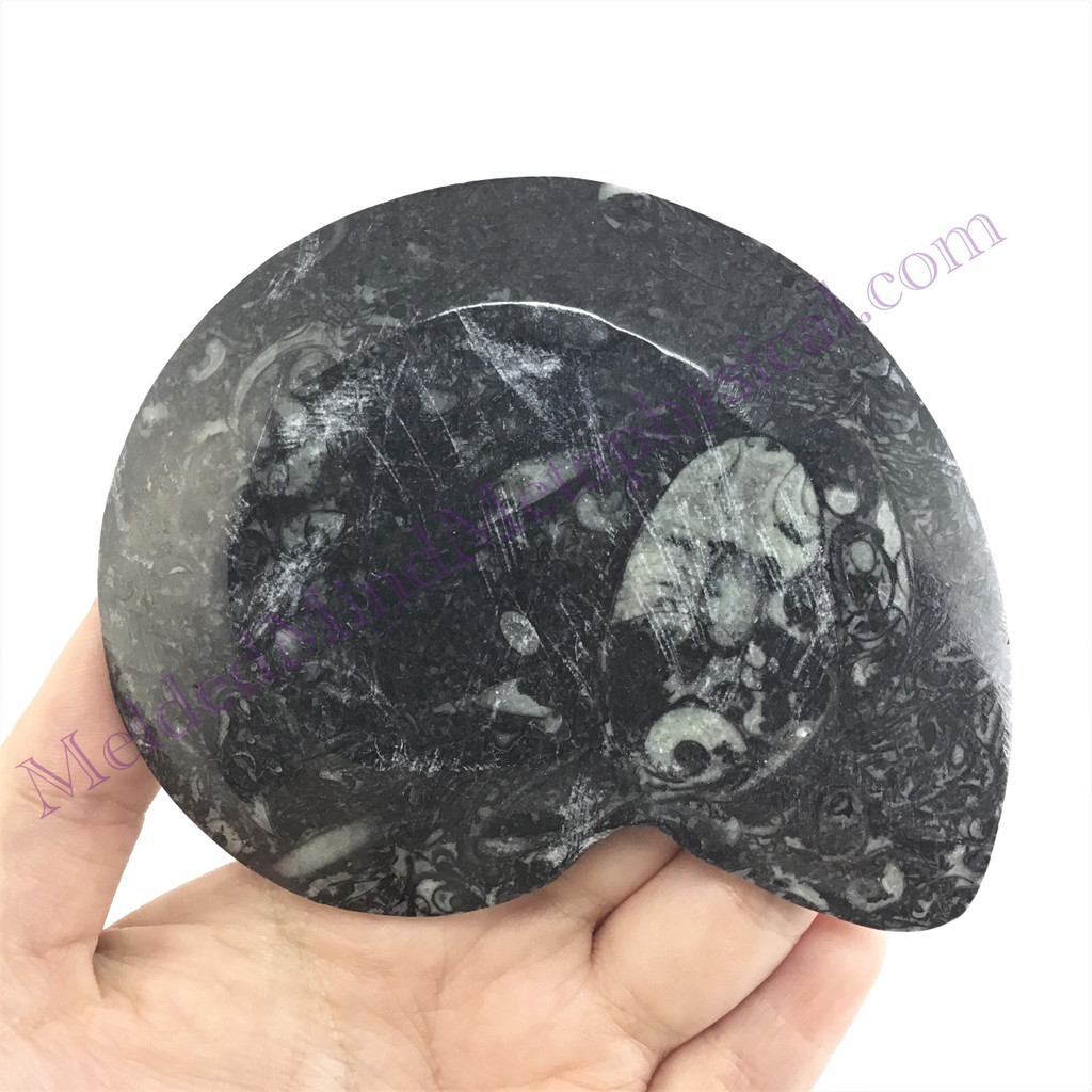 MeldedMind Orthoceras Fossil Incense Holder 4.37in Natural Black Stone 054