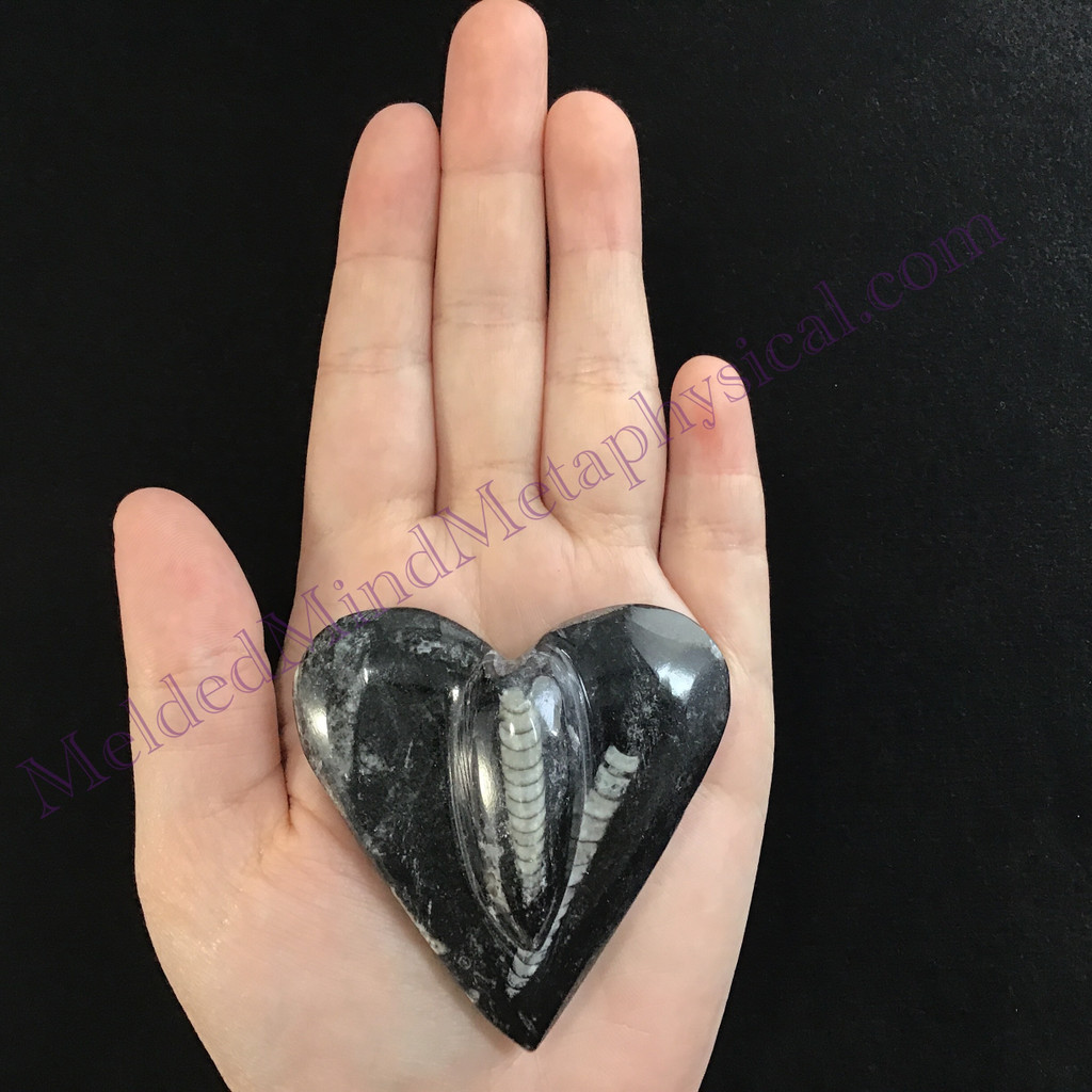 MeldedMind Orthoceras Raised Heart 2.50in Natural Black Stone 147