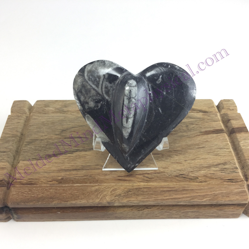 MeldedMind Orthoceras Raised Heart 2.63in Natural Black Stone 150