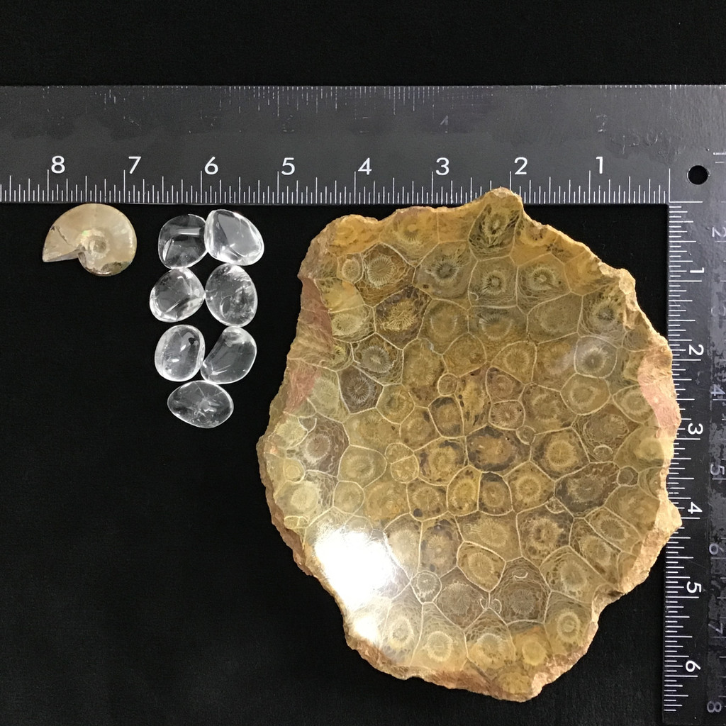 MeldedMind Fossil Coral Bowl w/ Clear Quartz Tumbles & An Ammolite Specimen 178