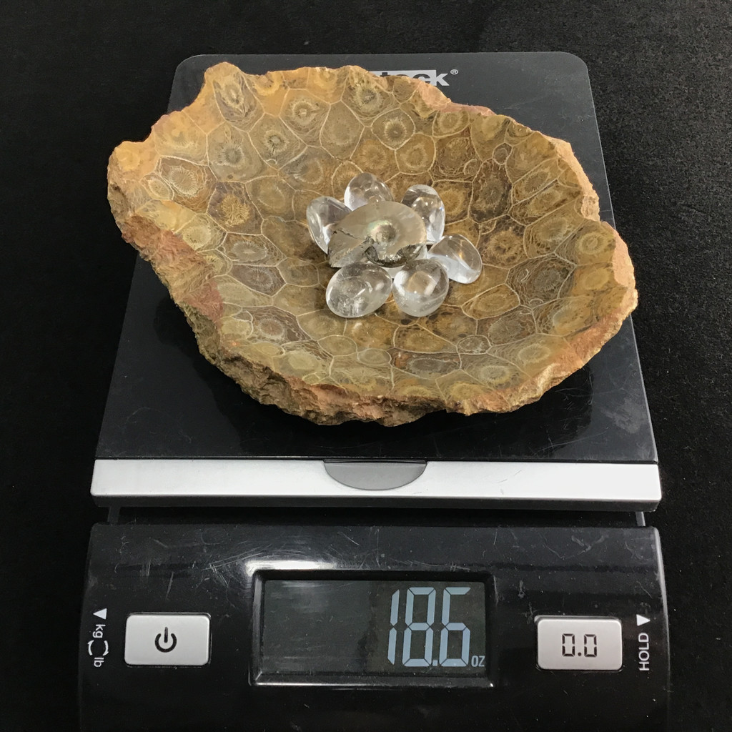 MeldedMind Fossil Coral Bowl w/ Clear Quartz Tumbles & An Ammolite Specimen 178