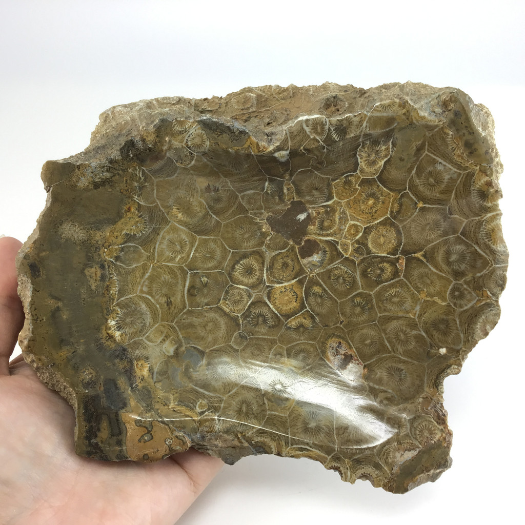 MeldedMind Fossil Coral Bowl w/ Clear Quartz Tumbles & An Ammolite Specimen 177