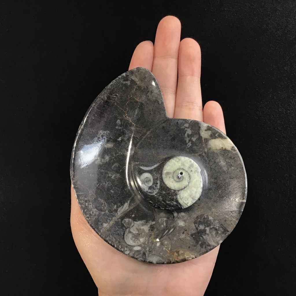 MeldedMind Orthoceras Fossil Incense Holder 4.38in Natural Black Stone 058