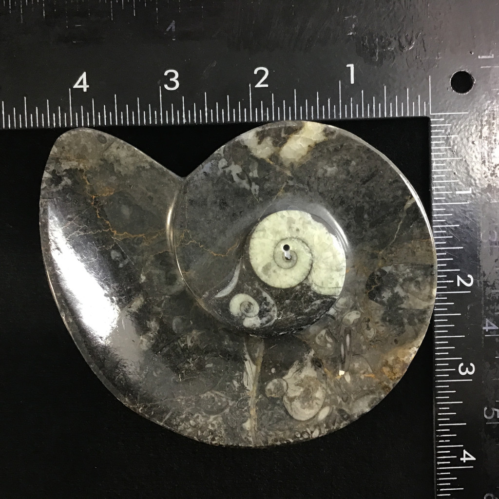MeldedMind Orthoceras Fossil Incense Holder 4.38in Natural Black Stone 058