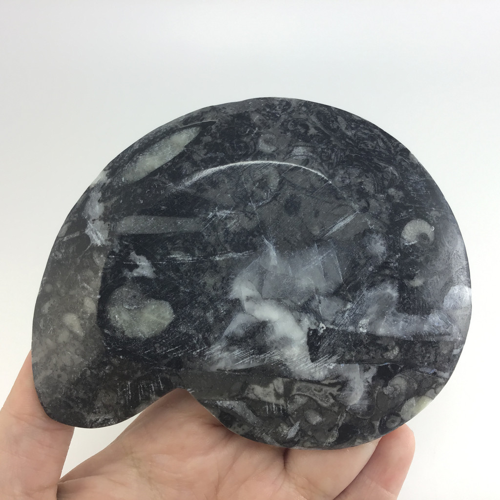 MeldedMind Orthoceras Fossil Incense Holder 4.38in Natural Black Stone 059