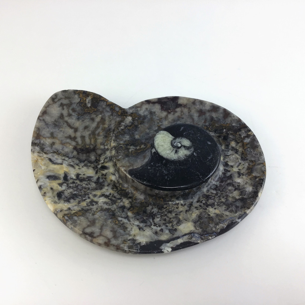 MeldedMind Orthoceras Fossil Incense Holder 4.25in Natural Black Stone 060