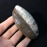 Polished Brown Raised Orthoceras 170711 Healing Orthoceratite Cephalopod Fossil