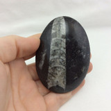 Black Orthoceras 3.8oz 170104 Palm Flat Stone Orthoceratites Cephalopod Fossil