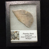 Petosky Stone Fossil Coral 170507 In Collectors Box Metaphysical