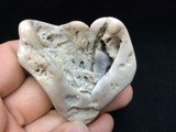 Agatized Fossil Coral 170767 36g Metaphysical Emotional Balance Healing Strength