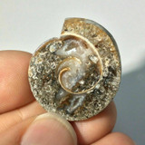 Fossil Pyratized Shell Cabochon 170801 Metaphysical Healing Artist Supply