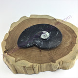 MeldedMind Orthoceras Fossil Incense Holder 4.50in Natural Black Stone 052