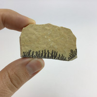 Dentritic Picture Jasper 53mm 2in 14g 1905-268 Slice Specimen Dendrits