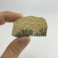 Dentritic Picture Jasper 53mm 2in 14g 1905-268 Slice Specimen Dendrits