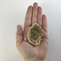 MeldedMind Petrified Wood Slice 2.68in One Side Polished Ancient 1903-107