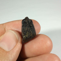 MeldedMind Star Diopside Specimen Natural Black Crystal 170801