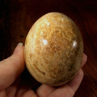 MeldedMind Brown Aragonite Egg 2.40in Natural Brown Carving Gemstone Egg 160101