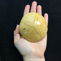 Beautiful Golden Sea Biscuit 7.5oz 151126 Sand Dollar Fossil Echinoid
