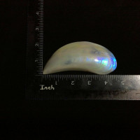 Beautiful Abalone Shell 170802 Display Piece Home Decor 