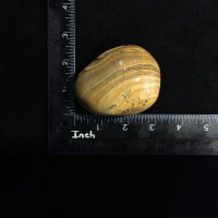 Picture Jasper Massage Therapy Stone 10oz 170911 Earth Connection Stone