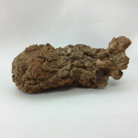 Coprolite Specimen 170805 Petrified Turtle Poop Stone Fossil Metaphysical 