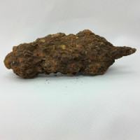 Coprolite Specimen 170801 Petrified Turtle Poop Stone Fossil Metaphysical 