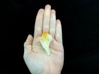 Natural Rough Citrine Point #15 Crystal Mineral Specimen Orange White