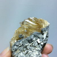 MeldedMind Dogtooth Calcite on Clam Shell Ruck’s Pit, FL Natural Honey Crystal 1