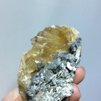 MeldedMind Dogtooth Calcite on Clam Shell Ruck’s Pit, FL Natural Honey Crystal 1