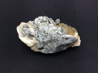 MeldedMind Dogtooth Calcite on Clam Shell Ruck’s Pit, FL Natural Honey Crystal 1