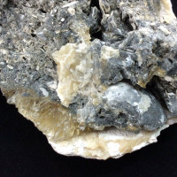 MeldedMind Dogtooth Calcite on Clam Shell Ruck’s Pit, FL Natural Honey Crystal 2