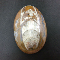 MeldedMind Polished Orthoceras Flat Brown Stone 3.09in Cephalopod Fossil 2