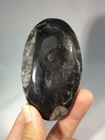 Polished Black Orthoceras 170826 Flat Stone Orthoceratites Cephalopod Fossil