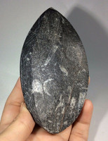 Polished Raised Black Orthoceras 170805 Orthoceratites Cephalopod Fossil