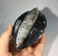 Polished Raised Black Orthoceras 170805 Orthoceratites Cephalopod Fossil