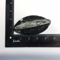 Polished Raised Black Orthoceras 170806 Orthoceratites Cephalopod Fossil