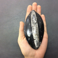 Polished Raised Black Orthoceras 170806 Orthoceratites Cephalopod Fossil