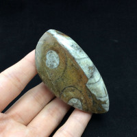 Polished Raised Orthoceras 170710 Master Healing Orthoceratite Cephalopod Fossil