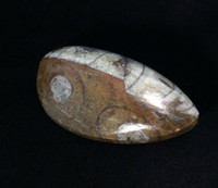 Polished Raised Orthoceras 170710 Master Healing Orthoceratite Cephalopod Fossil