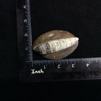 Polished Brown Raised Orthoceras 170711 Healing Orthoceratite Cephalopod Fossil