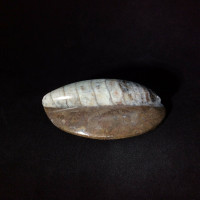 Polished Brown Raised Orthoceras 170711 Healing Orthoceratite Cephalopod Fossil