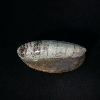 Polished Brown Raised Orthoceras 170711 Healing Orthoceratite Cephalopod Fossil
