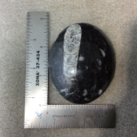 Polished Black Orthoceras-8- Flat Stone Orthoceratites Cephalopod Fossil