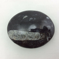 Polished Black Orthoceras-8- Flat Stone Orthoceratites Cephalopod Fossil