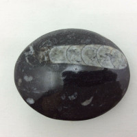 Polished Black Orthoceras-8- Flat Stone Orthoceratites Cephalopod Fossil