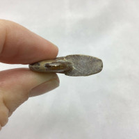 MeldedMind Polished Opalized Iridescent Ammonite Ammolite Fossil Morocco 282