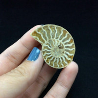MeldedMind Ammonite Fossil Pairs 1.55in & 1.52in Madagascar Ancient Stone 170707