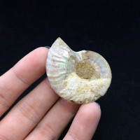 MeldedMind Ammonite Fossil Pairs 1.55in & 1.52in Madagascar Ancient Stone 170707