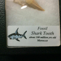 Fossil Shark Tooth 170501 Morocco 100 Millions Years Old In Collectors Box 